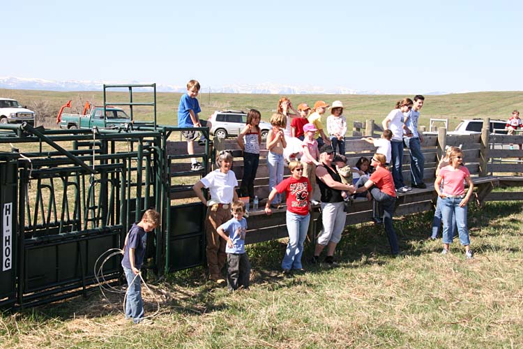 The annual TwoCreek "Branding", otherwise known as RFID ear-tagging day...