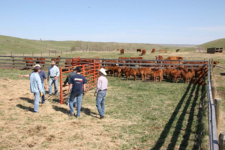 The calves are ready...