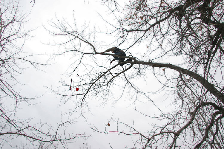 but...uh oh... the rocket landed in a tree...