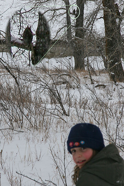 The horned owl Emily spotted...