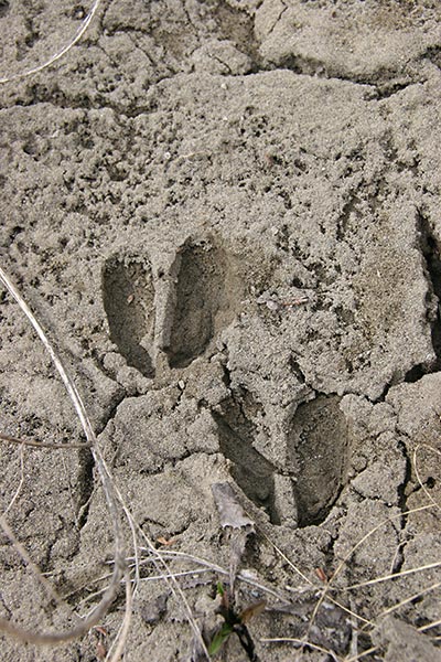 deer tracks...