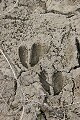 deer tracks...