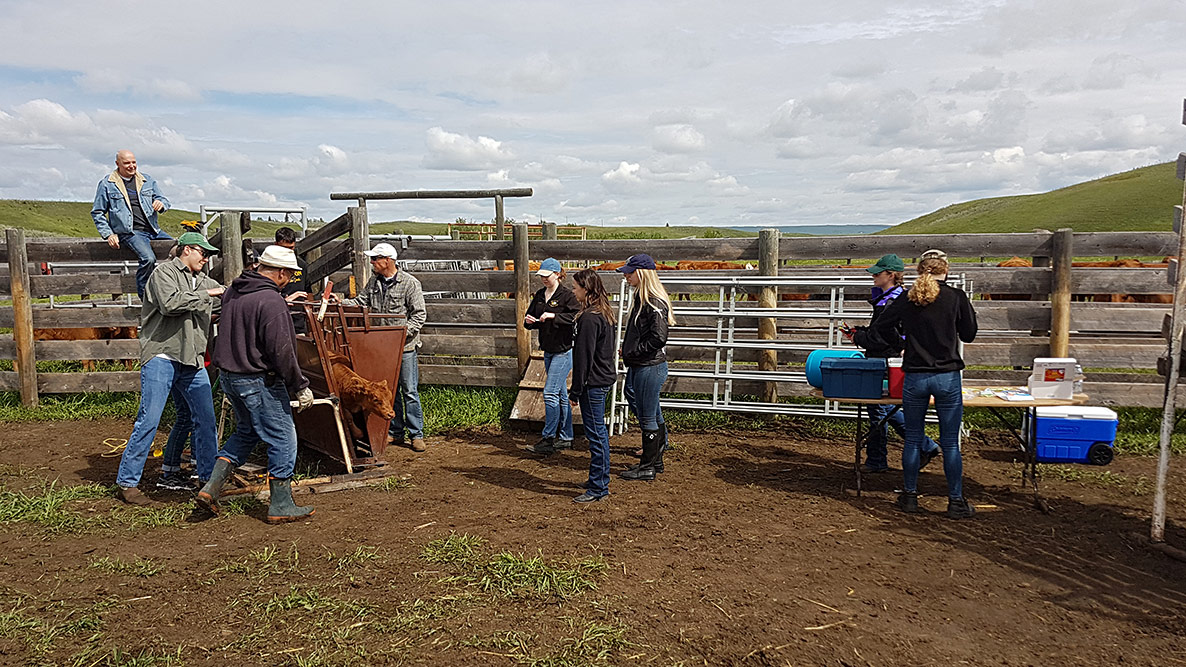 Ear Tagging Calves, 8 June 2019, TwoCreek Alberta