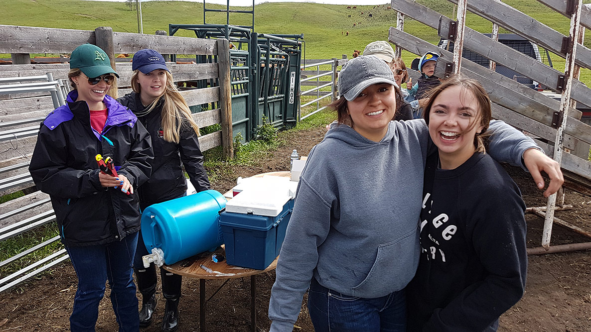 Ear Tagging Calves, 8 June 2019, TwoCreek Alberta