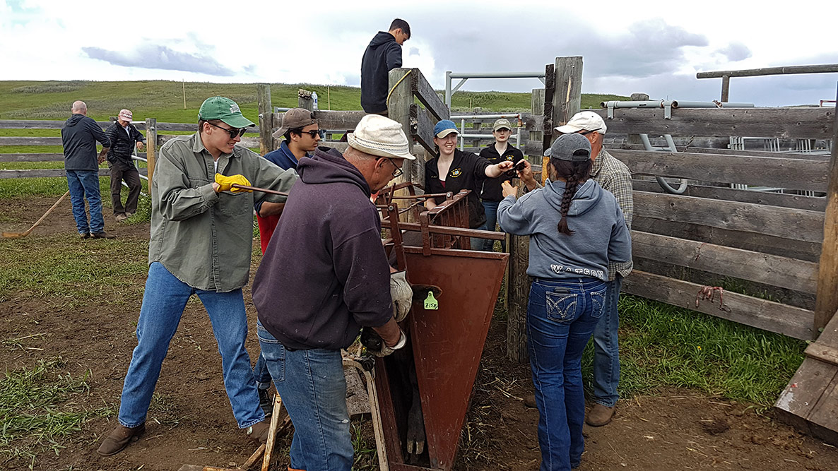 Ear Tagging Calves, 8 June 2019, TwoCreek Alberta