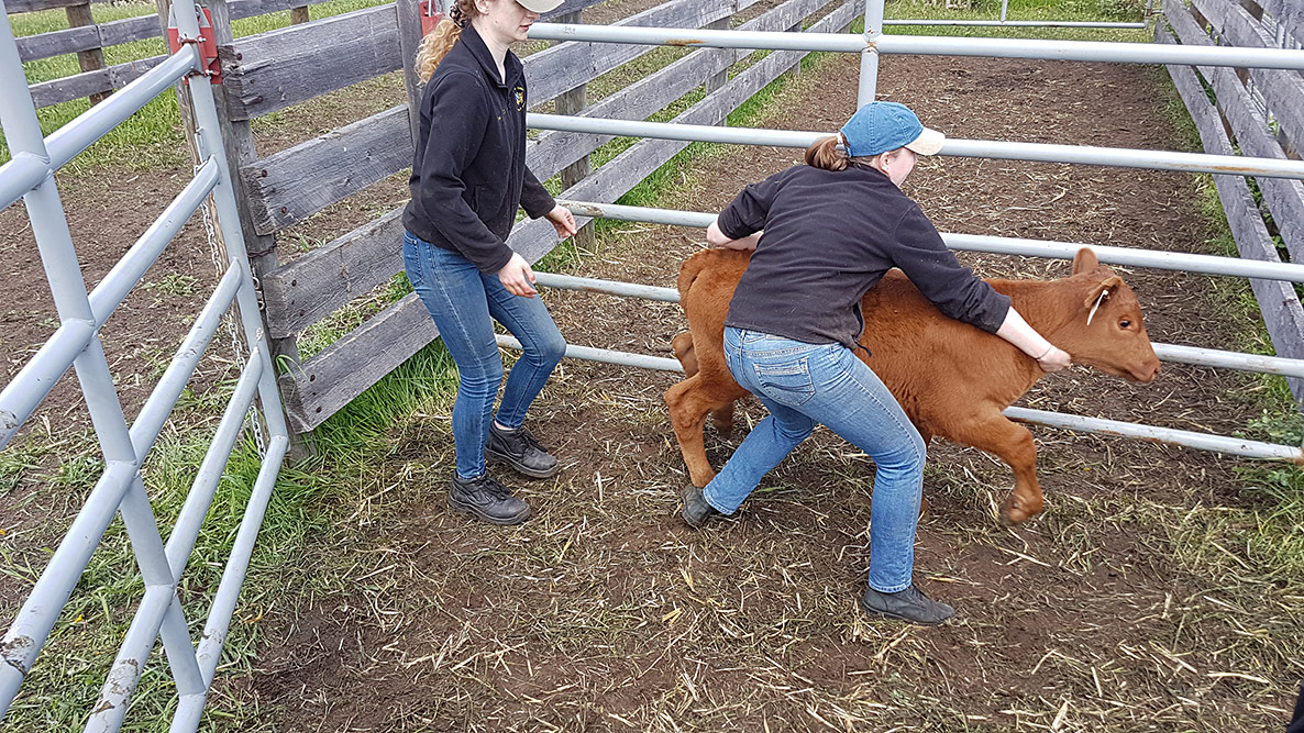 Ear Tagging Calves, 8 June 2019, TwoCreek Alberta