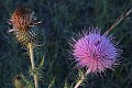 thistles...