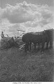 Haying crew, Pilot Mound, Mb. circa 1920's