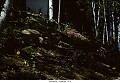 Muskoka, Summer 1954