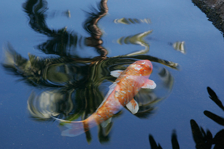 Koi, at the Grand Wailea...